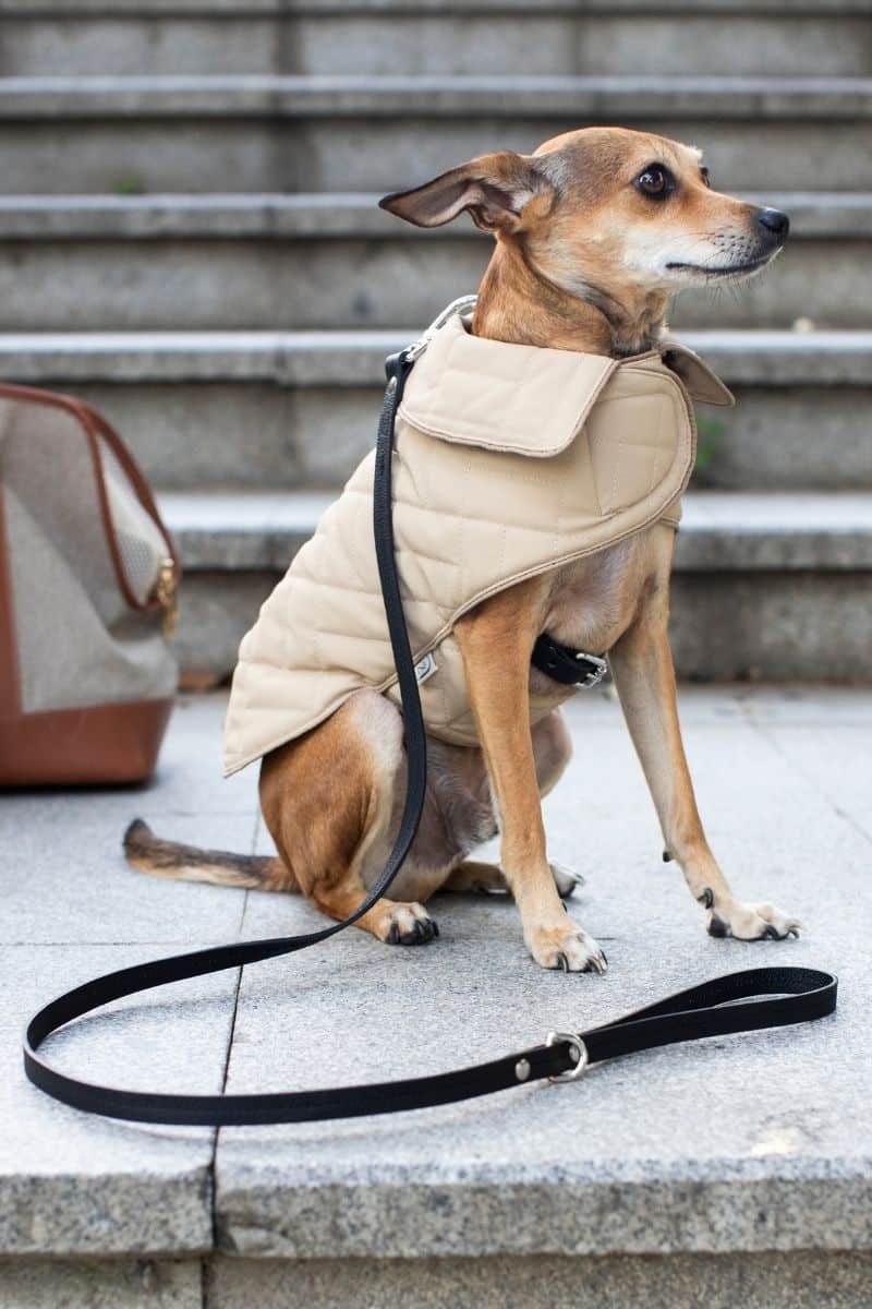 LEATHER LEASH IN MIDNIGHT BLACK