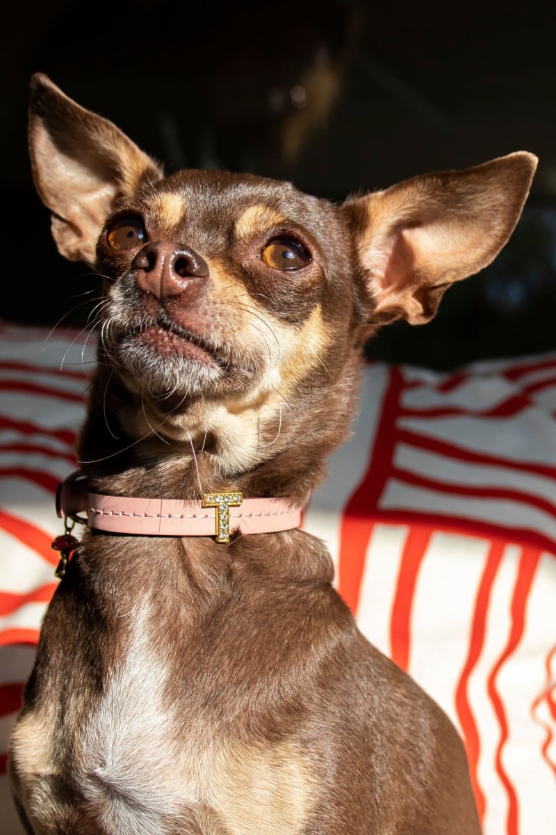 MINI COLLAR IN PINK